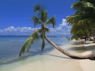 Южное побережье Доминиканы. Пальмы опускаются прям к воде