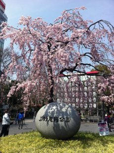 Япония цветение сакуры